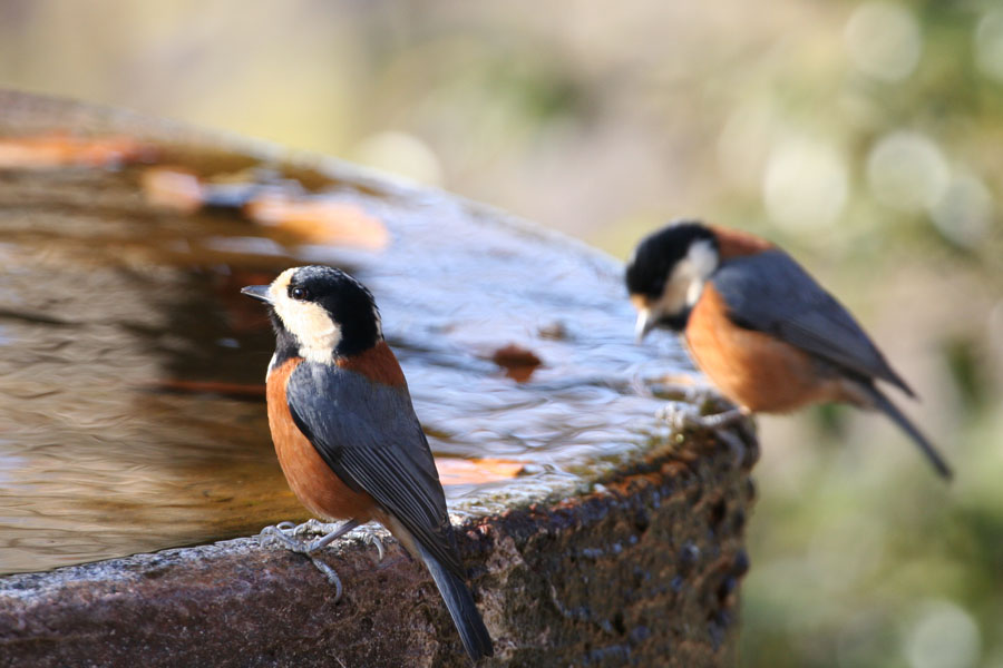 秦野市権現山の水場では、身近に鳥を観察することができます